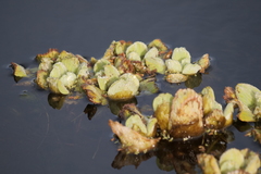 Pistia stratiotes