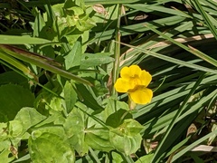 Erythranthe tilingii