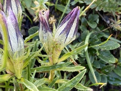 Gentiana