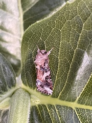 Spodoptera ornithogalli