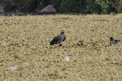 Rostrhamus sociabilis