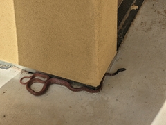 Masticophis flagellum