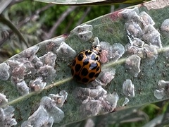 Harmonia conformis