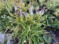 Gentiana