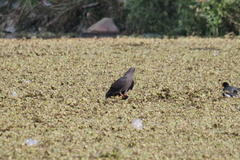 Rostrhamus sociabilis