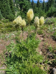 Pulsatilla occidentalis