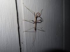 Diapheromera femorata