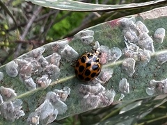 Harmonia conformis