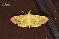 Meroctena tullalis