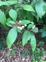 Cornus racemosa