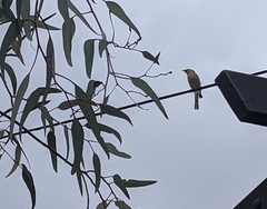 Ptilotula penicillata