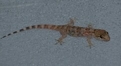 Hemidactylus turcicus