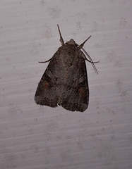 Trichordestra legitima