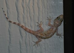 Hemidactylus turcicus