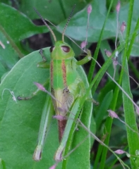 Melanoplus bivittatus