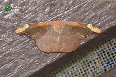 Oreta carnea