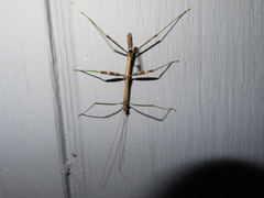 Diapheromera femorata