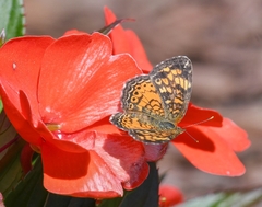 Phyciodes tharos