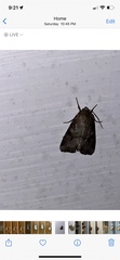 Trichordestra legitima