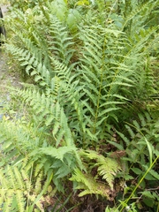 Athyrium