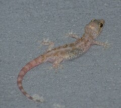 Hemidactylus turcicus