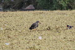 Rostrhamus sociabilis