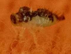 Membracoidea