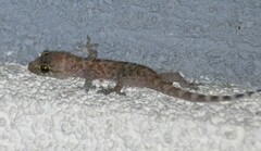 Hemidactylus turcicus