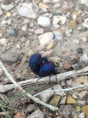 Cysteodemus wislizeni