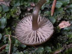 Entolomataceae