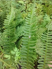 Athyrium