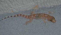 Hemidactylus turcicus