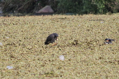 Rostrhamus sociabilis