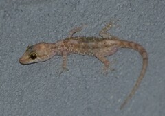 Hemidactylus turcicus