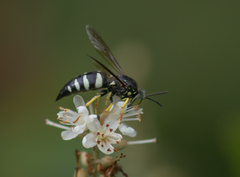 Bicyrtes quadrifasciatus