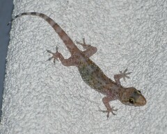 Hemidactylus turcicus