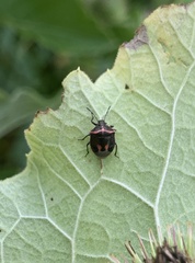 Cosmopepla lintneriana