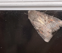 Trichordestra legitima