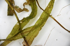 Potamogeton alpinus