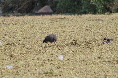 Rostrhamus sociabilis