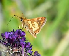 Polites peckius