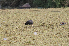 Rostrhamus sociabilis