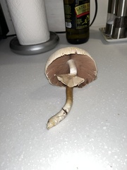 Agaricus