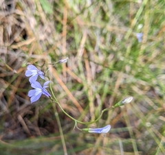 Lobelia kalmii