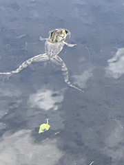 Rana luteiventris