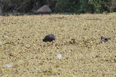 Rostrhamus sociabilis