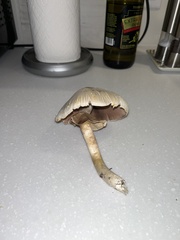 Agaricus