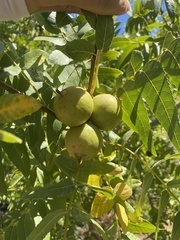 Juglans hindsii