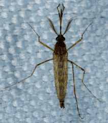 Coquillettidia perturbans