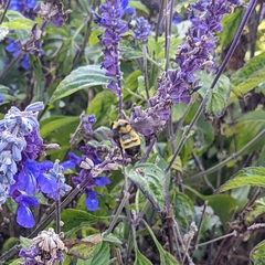 Bombus sonorus
